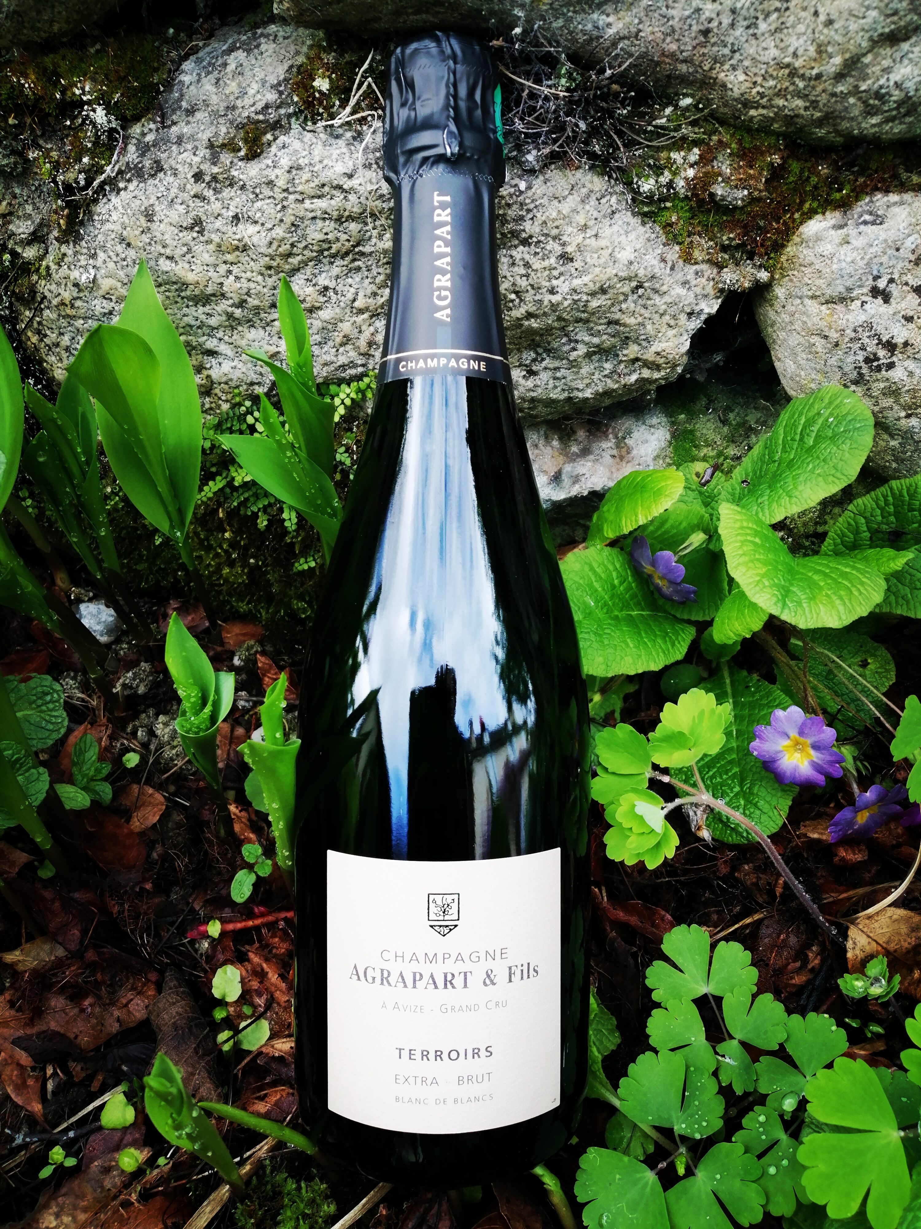 Champagne Agrapart & Fils - Terroirs